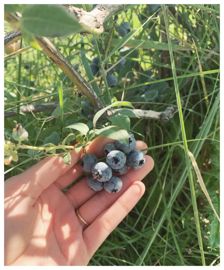dgd farms blueberries and winery