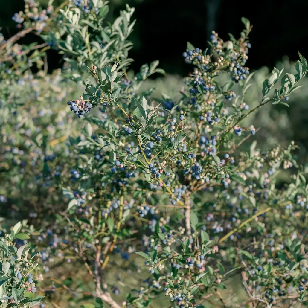 mr and mrs grayson fowler
