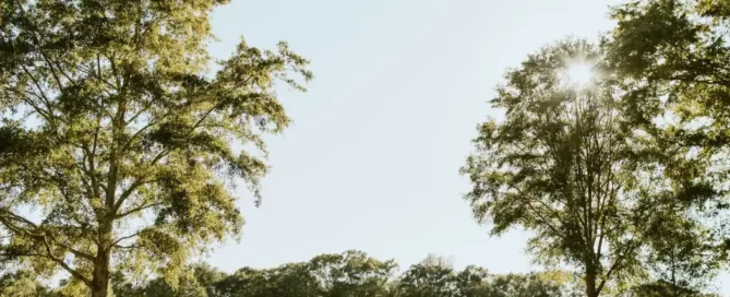 ceremony tree space | georgia mountain wedding venues